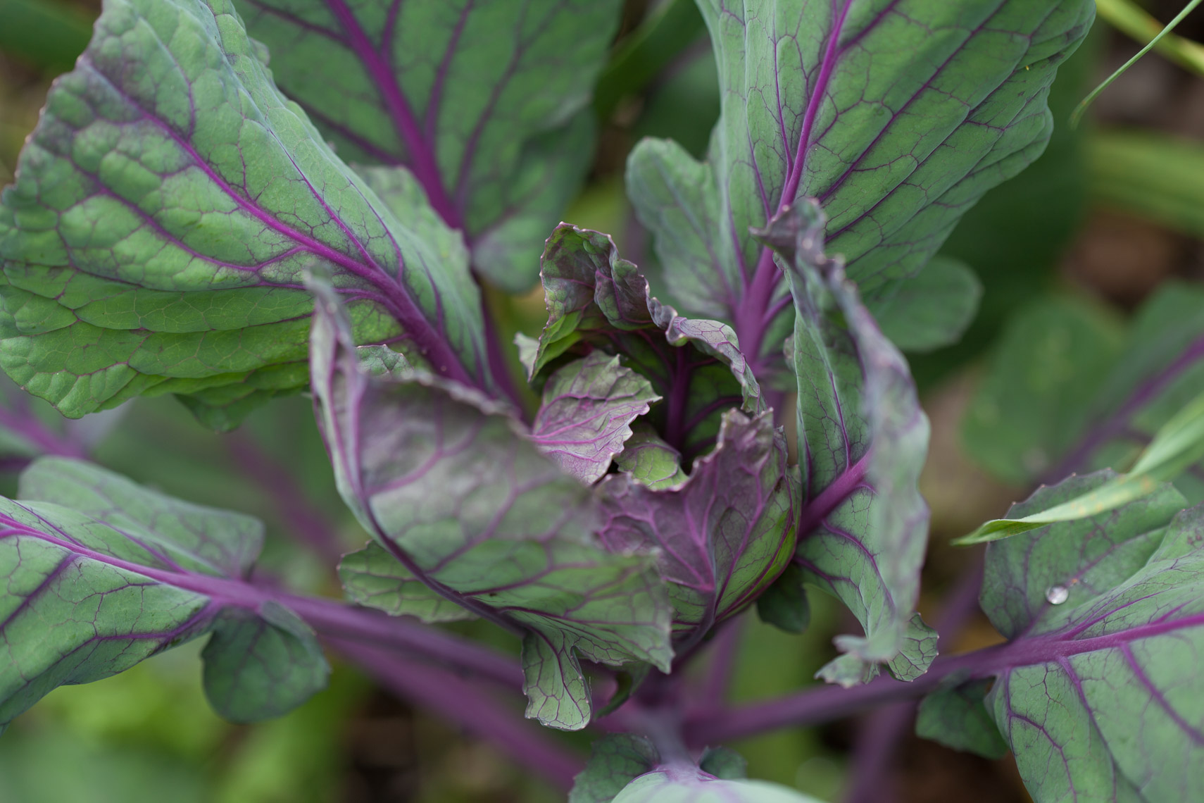 Seattle Food Photographers Garden